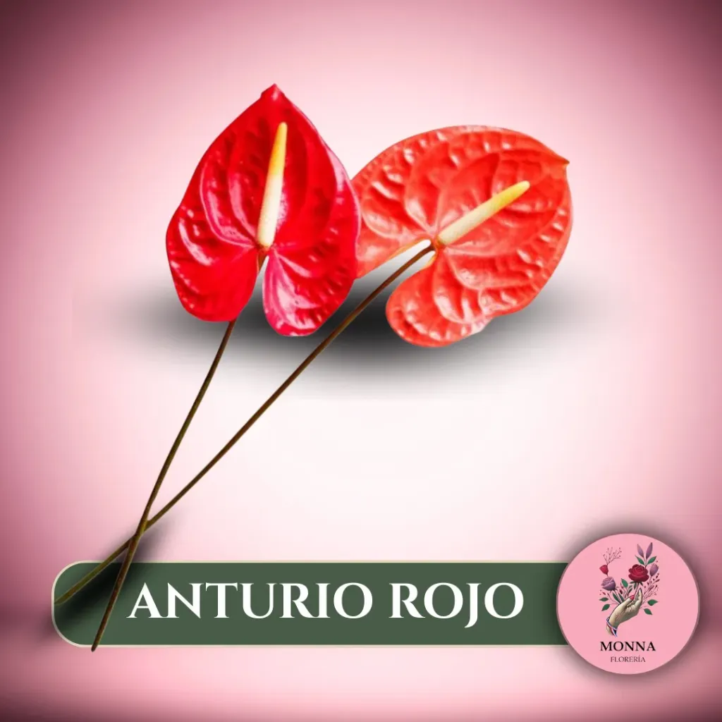 ANTURIO ROJO