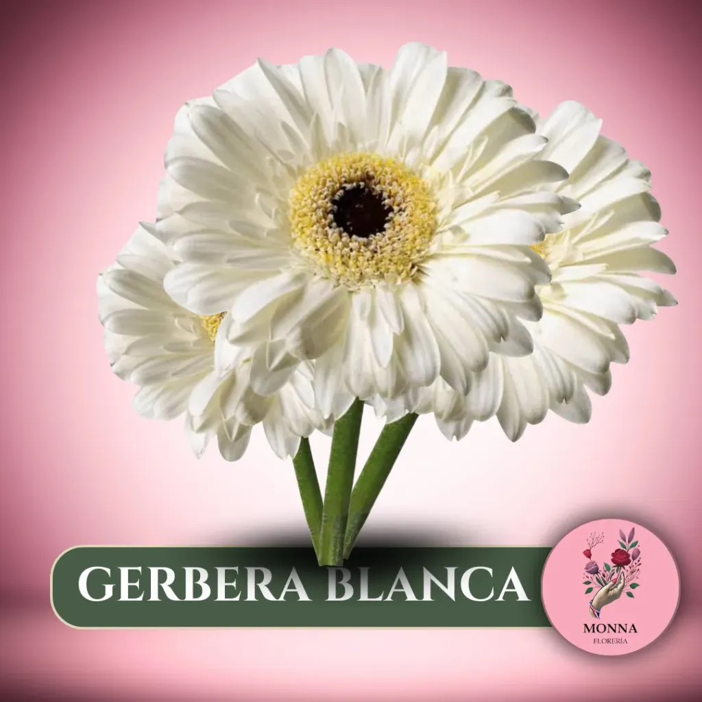 GERBERA