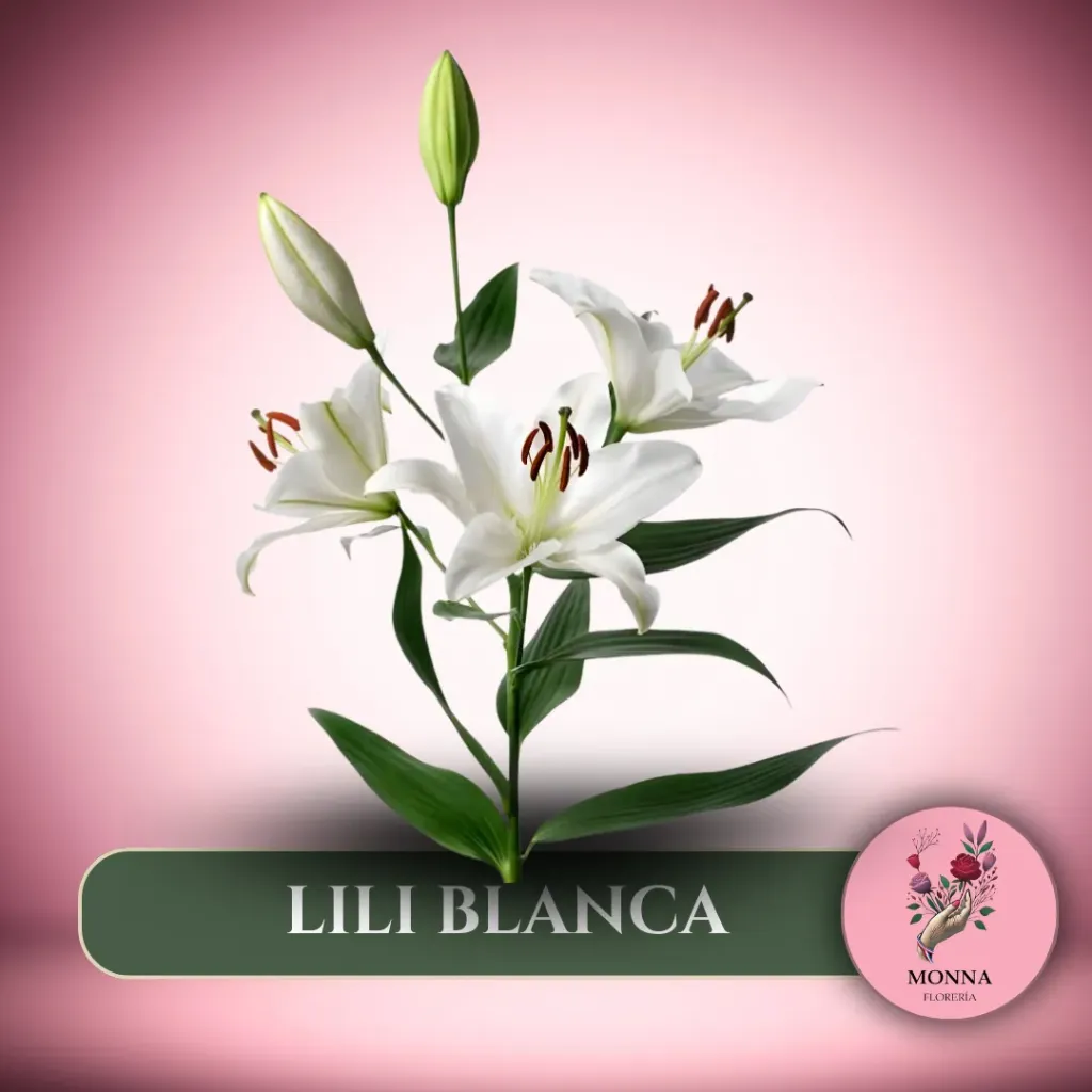 LILI