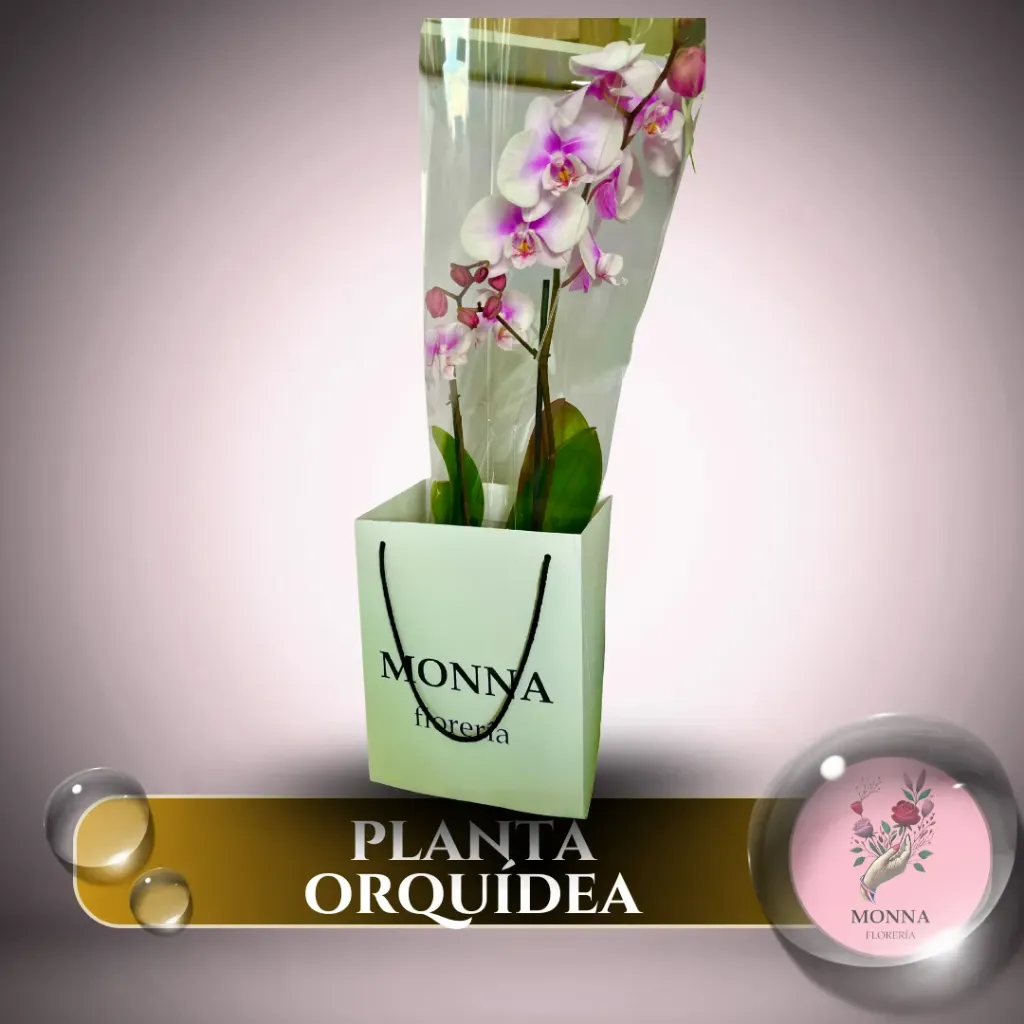 RAMO - ORQUÍDEA