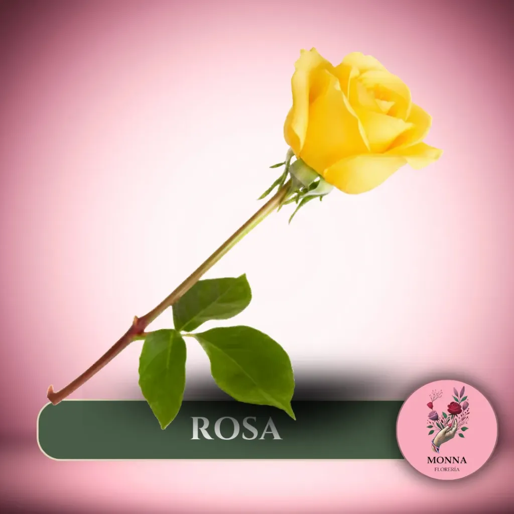 ROSA (gelb)
